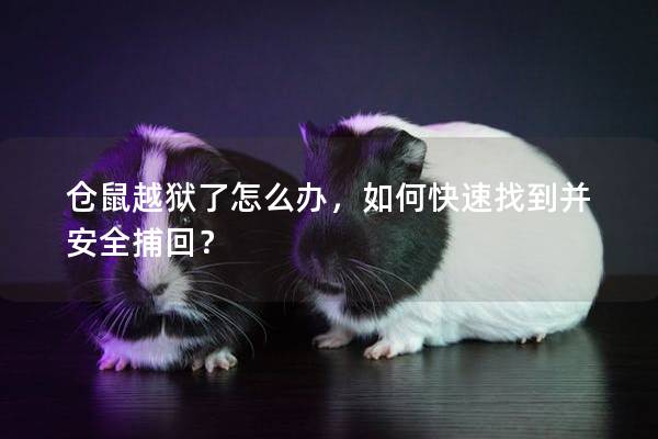 仓鼠越狱了怎么办，如何快速找到并安全捕回？