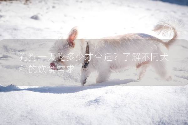 狗狗一天吃多少才合适?了解不同犬种的饮食需求 狗狗一天吃多少才合适?了解不同犬种的饮食需求