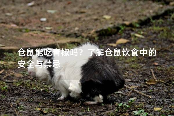 仓鼠能吃青椒吗？了解仓鼠饮食中的安全与禁忌