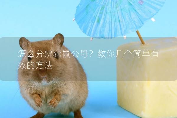怎么分辨仓鼠公母？教你几个简单有效的方法