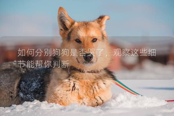 如何分别狗狗是否哭了，观察这些细节能帮你判断