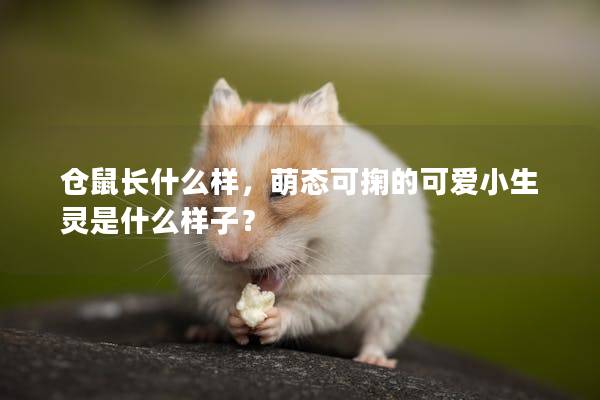 仓鼠长什么样，萌态可掬的可爱小生灵是什么样子？