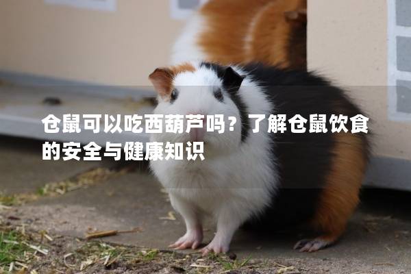 仓鼠可以吃西葫芦吗？了解仓鼠饮食的安全与健康知识