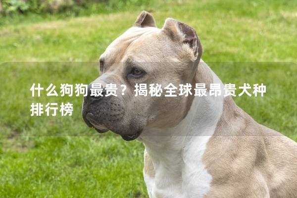 什么狗狗最贵?揭秘全球最昂贵犬种排行榜 什么狗狗最贵?揭秘全球最昂贵犬种排行榜