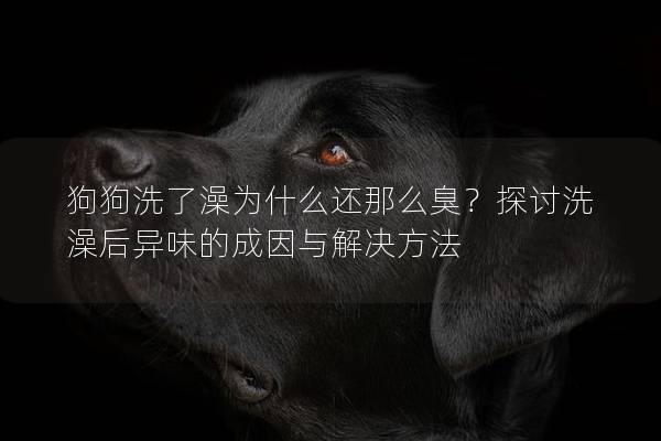狗狗洗了澡为什么还那么臭？探讨洗澡后异味的成因与解决方法