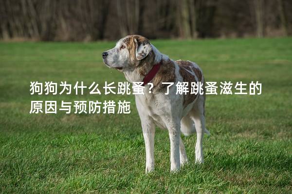 狗狗为什么长跳蚤？了解跳蚤滋生的原因与预防措施