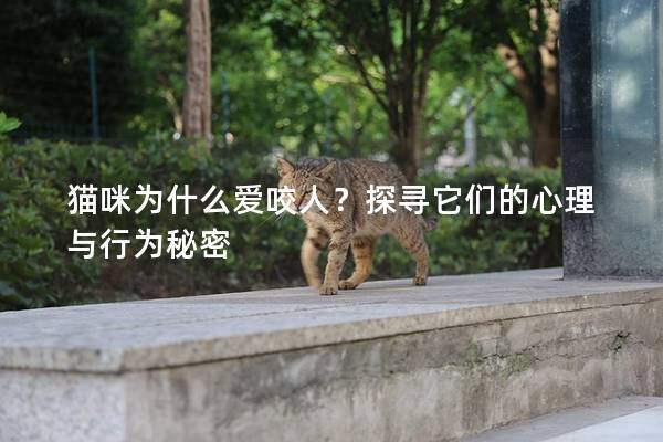 猫咪为什么爱咬人？探寻它们的心理与行为秘密