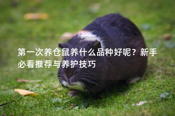 第一次养仓鼠养什么品种好呢？新手必看推荐与养护技巧