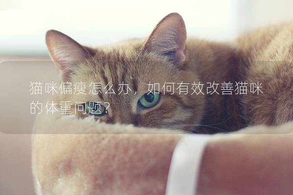 猫咪偏瘦怎么办，如何有效改善猫咪的体重问题？
