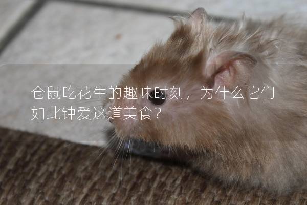 仓鼠吃花生的趣味时刻，为什么它们如此钟爱这道美食？