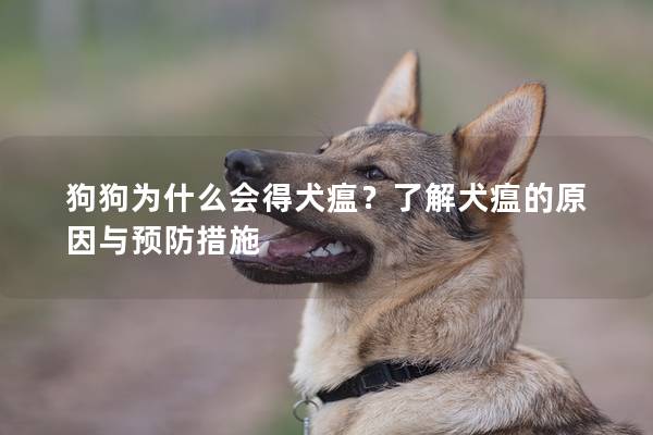 狗狗为什么会得犬瘟?了解犬瘟的原因与预防措施 狗狗为什么会得犬瘟?了解犬瘟的原因与预防措施