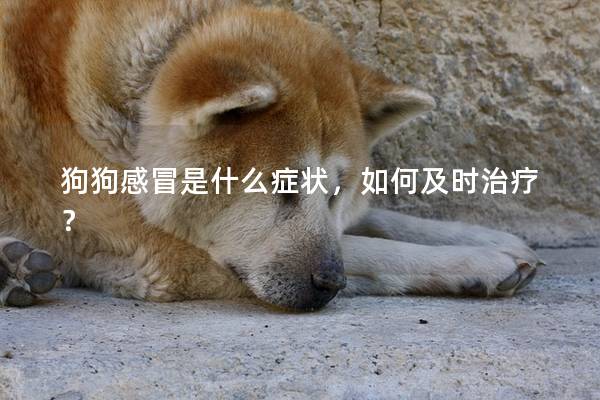 狗狗感冒是什么症状,如何及时治疗? 狗狗感冒是什么症状,如何及时治疗?