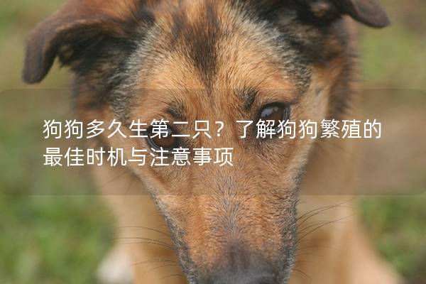 狗狗多久生第二只？了解狗狗繁殖的最佳时机与注意事项