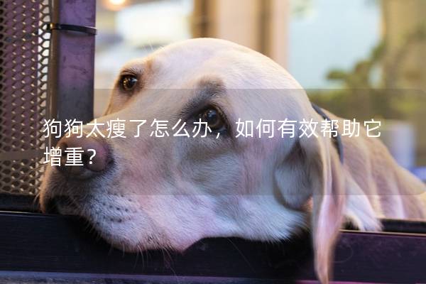 狗狗太瘦了怎么办，如何有效帮助它增重？
