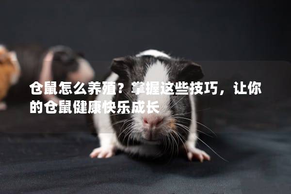 仓鼠怎么养殖？掌握这些技巧，让你的仓鼠健康快乐成长