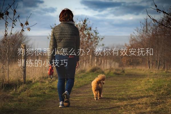 狗狗很胆小怎么办？教你有效安抚和训练的小技巧