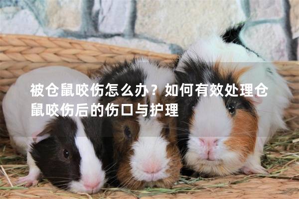 被仓鼠咬伤怎么办？如何有效处理仓鼠咬伤后的伤口与护理