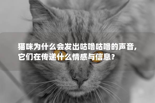 猫咪为什么会发出咕噜咕噜的声音, 它们在传递什么情感与信息？