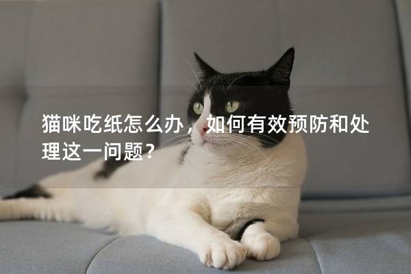 猫咪吃纸怎么办，如何有效预防和处理这一问题？