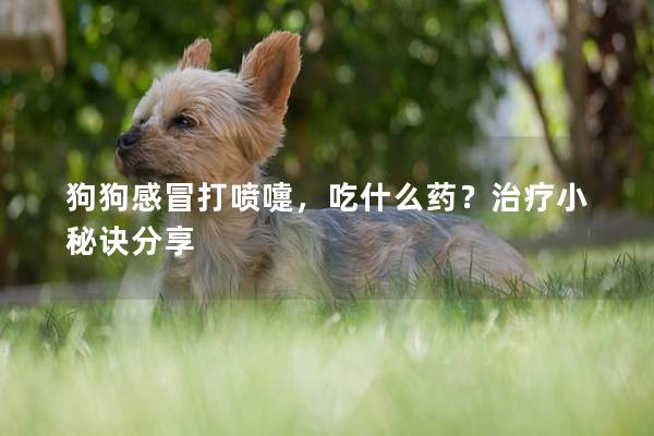狗狗感冒打喷嚏,吃什么药?治疗小秘诀分享 狗狗感冒打喷嚏,吃什么药?治疗小秘诀分享