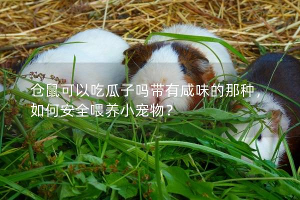仓鼠可以吃瓜子吗带有咸味的那种，如何安全喂养小宠物？