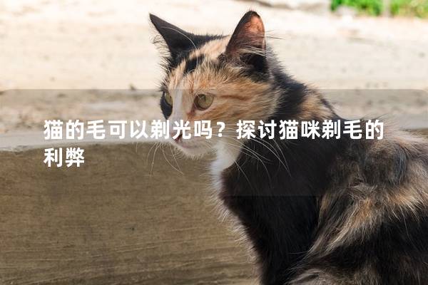猫的毛可以剃光吗？探讨猫咪剃毛的利弊