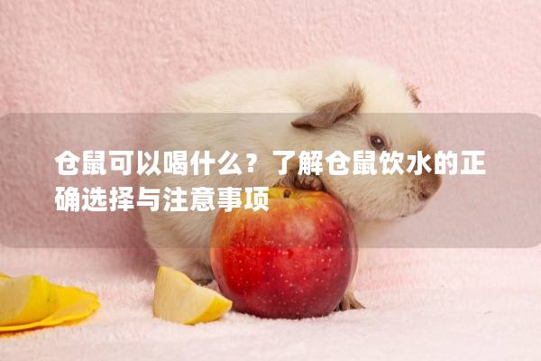 仓鼠可以喝什么？了解仓鼠饮水的正确选择与注意事项