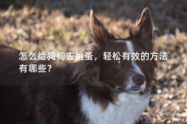 怎么给狗狗去跳蚤,轻松有效的方法有哪些? 怎么给狗狗去跳蚤,轻松有效的方法有哪些?