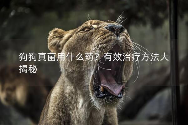 狗狗真菌用什么药？有效治疗方法大揭秘