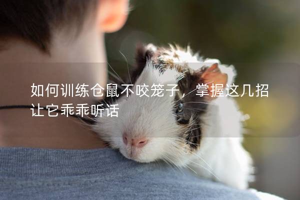 如何训练仓鼠不咬笼子，掌握这几招让它乖乖听话