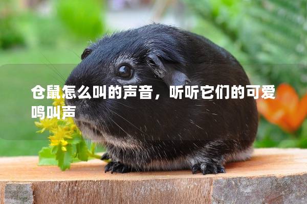 仓鼠怎么叫的声音，听听它们的可爱鸣叫声