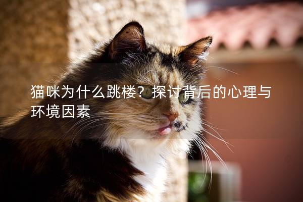 猫咪为什么跳楼?探讨背后的心理与环境因素 猫咪为什么跳楼?探讨背后的心理与环境因素