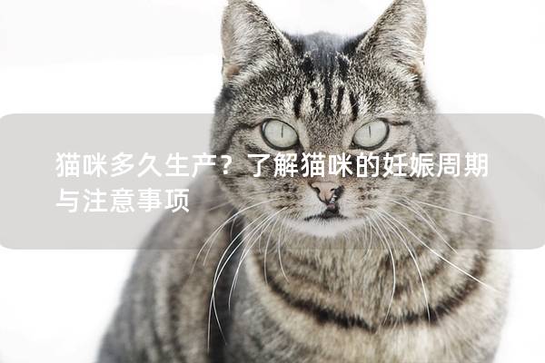 猫咪多久生产？了解猫咪的妊娠周期与注意事项