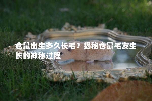 仓鼠出生多久长毛？揭秘仓鼠毛发生长的神秘过程