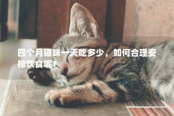 四个月猫咪一天吃多少，如何合理安排饮食呢？