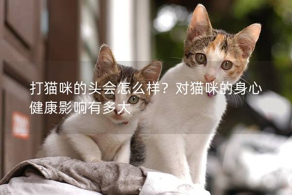 打猫咪的头会怎么样？对猫咪的身心健康影响有多大