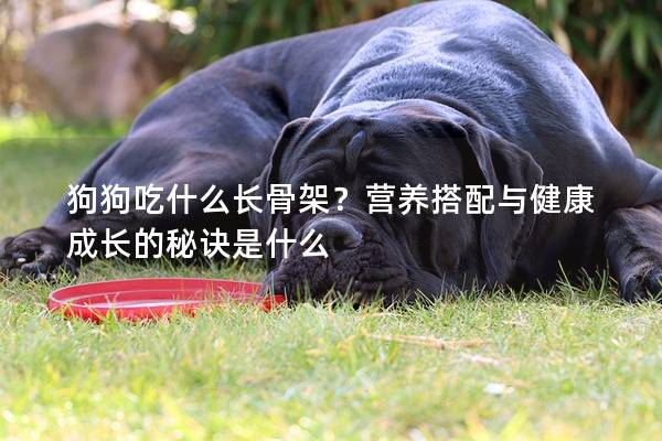 狗狗吃什么长骨架？营养搭配与健康成长的秘诀是什么