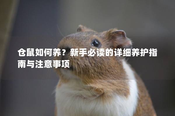 仓鼠如何养？新手必读的详细养护指南与注意事项
