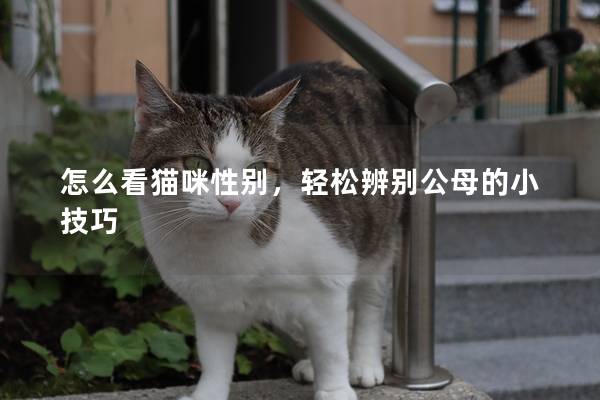 怎么看猫咪性别，轻松辨别公母的小技巧
