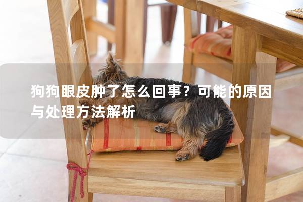 狗狗眼皮肿了怎么回事？可能的原因与处理方法解析