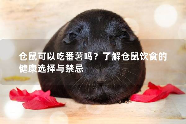 仓鼠可以吃番薯吗?了解仓鼠饮食的健康选择与禁忌 仓鼠可以吃番薯吗?了解仓鼠饮食的健康选择与禁忌