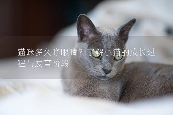 猫咪多久睁眼睛？了解小猫的成长过程与发育阶段