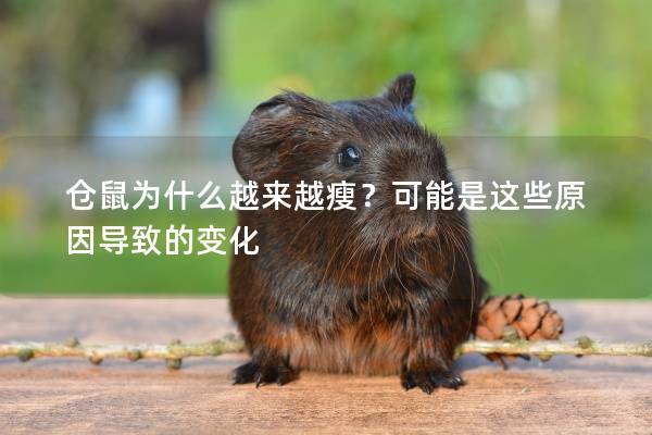 仓鼠为什么越来越瘦？可能是这些原因导致的变化