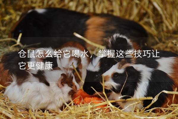 仓鼠怎么给它喝水，掌握这些技巧让它更健康