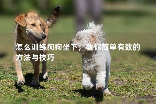 怎么训练狗狗坐下，教你简单有效的方法与技巧