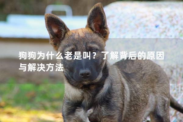 狗狗为什么老是叫？了解背后的原因与解决方法