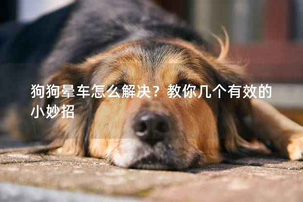 狗狗晕车怎么解决？教你几个有效的小妙招