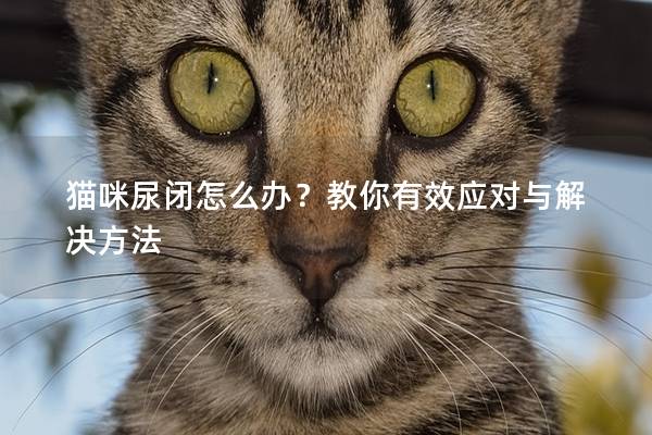 猫咪尿闭怎么办？教你有效应对与解决方法