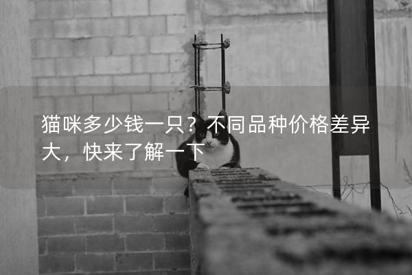 猫咪多少钱一只?不同品种价格差异大,快来了解一下 猫咪多少钱一只?不同品种价格差异大,快来了解一下