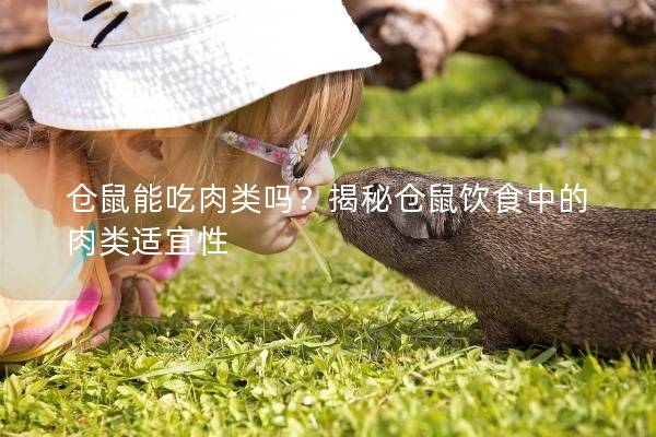 仓鼠能吃肉类吗？揭秘仓鼠饮食中的肉类适宜性